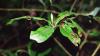 (c) Copyright - Raphael Kessler 2011 - Nepal - cotton bugs on a leaf