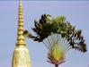 (c) Copyright - Raphael Kessler 2011 - Thailand - Chedi and fan palm