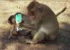 (c) Copyright - Raphael Kessler 2011 - Thailand - Monkey checking the ingredients on a packet