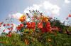 (c) Copyright - Raphael Kessler 2012 - Barbados - Prideo of Barbados flowers