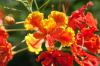 (c) Copyright - Raphael Kessler 2012 - Barbados - Pride of Barbados flower