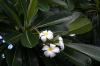 (c) Copyright - Raphael Kessler 2012 - Barbados - frangipani tree