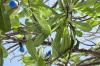 (c) Copyright - Raphael Kessler 2012 - Barbados - frangipani caterpillars