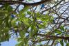 (c) Copyright - Raphael Kessler 2012 - Barbados - frangipani caterpillars