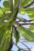 (c) Copyright - Raphael Kessler 2012 - Barbados - frangipani caterpillars