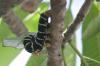 (c) Copyright - Raphael Kessler 2012 - Barbados - frangipani caterpillar