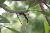 (c) Copyright - Raphael Kessler 2012 - Barbados - frangipani caterpillar