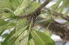 (c) Copyright - Raphael Kessler 2012 - Barbados - frangipani caterpillar