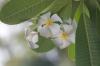 (c) Copyright - Raphael Kessler 2012 - Barbados - frangipani flowers