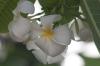 (c) Copyright - Raphael Kessler 2012 - Barbados - frangipani flowers