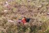 (c) Copyright - Raphael Kessler 2011 - Belize - Red breasted booby