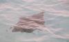 (c) Copyright - Raphael Kessler 2011 - Belize - Spotted Eagle Ray