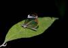 (c) Copyright - Raphael Kessler 2011 - Costa Rica - Glass wing butterfly