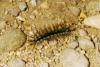 (c) Copyright - Raphael Kessler 2011 - Honduras - Caterpillar