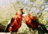 (c) Copyright - Raphael Kessler 2011 - Honduras - Macaws