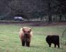 (c) Copyright - Raphael Kessler 2011 - Scotland - Aberdeen Angus