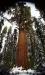 (c) Copyright - Raphael Kessler 2011 - USA - Sequoia - General Sherman - The world's biggest living thing