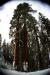 (c) Copyright - Raphael Kessler 2011 - USA - Sequoia 