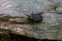 (c) Copyright - Raphael Kessler 2013 - USA - Copake - Beetle