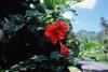 (c) Copyright - Raphael Kessler 2011 - Cook Islands - Rarotonga - Red hibiscus flower