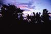 (c) Copyright - Raphael Kessler 2011 - Niue - Sunset amongst the palms