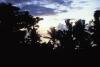 (c) Copyright - Raphael Kessler 2011 - Niue - Sunset amongst the palms