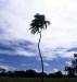 (c) Copyright - Raphael Kessler 2011 - Tonga - Allegedly the world's only remaining twin headed palm tree