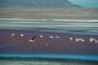 (c) Copyright - Raphael Kessler 2011 - Bolivia - Altiplano - Laguna Colorada (Red lake) flamingos