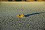 (c) Copyright - Raphael Kessler 2011 - Bolivia - Salar de Uyuni - Yellow dog