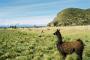 (c) Copyright - Raphael Kessler 2011 - Bolivia - Lake Titicaca - Alpaca checking the view