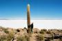 (c) Copyright - Raphael Kessler 2011 - Bolivia - Salar de Uyuni - Cactus shagger