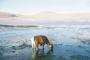 (c) Copyright - Raphael Kessler 2011 - Bolivia - Altiplano - Laguna Colorada (Red lake) alpacas