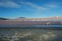 (c) Copyright - Raphael Kessler 2011 - Bolivia - Altiplano - Laguna Colorada (Red lake) flamingos in flight