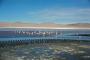 (c) Copyright - Raphael Kessler 2011 - Bolivia - Altiplano - Laguna Colorada (Red lake) flamingos