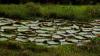 (c) Copyright Raphael Kessler 2011 - Brazil - Amazon - Water lillies