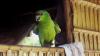 (c) Copyright Raphael Kessler 2011 - Brazil - Amazon - Green parrot