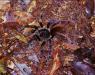 (c) Copyright Raphael Kessler 2011 - Brazil - Amazon - Tarantula