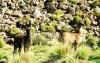 (c) Copyright - Raphael Kessler 2011 - Chile - Altiplano - Alpacas