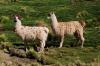 (c) Copyright - Raphael Kessler 2011 - Chile - Altiplano - Dressed up llamas