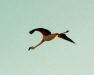 (c) Copyright - Raphael Kessler 2011 - Chile - Altiplano salt lakes - Flamingos