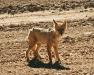 (c) Copyright - Raphael Kessler 2011 - Chile - Altiplano - Fox