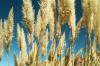 (c) Copyright - Raphael Kessler 2011 - Chile - Altiplano - Pampas grass