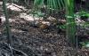 (c) Copyright Raphael Kessler 2011 - French Guiana - Capybara - Big rodent