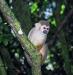 (c) Copyright Raphael Kessler 2011 - French Guiana - Grey Gibbon