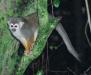 (c) Copyright Raphael Kessler 2011 - French Guiana - Grey Gibbon