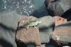 (c) Copyright Raphael Kessler 2011 - French Guiana - Capybara - Lizard on rocks