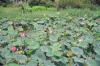 (c) Copyright Raphael Kessler 2011 - Guyana - Springland - Water lillies