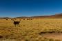 (c) Copyright - Raphael Kessler 2014 - Bolivia - Salar Tour Day 1