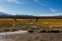 (c) Copyright - Raphael Kessler 2014 - Bolivia - Salar Tour Day 2