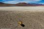 (c) Copyright - Raphael Kessler 2014 - Bolivia - Salar Tour Day 2